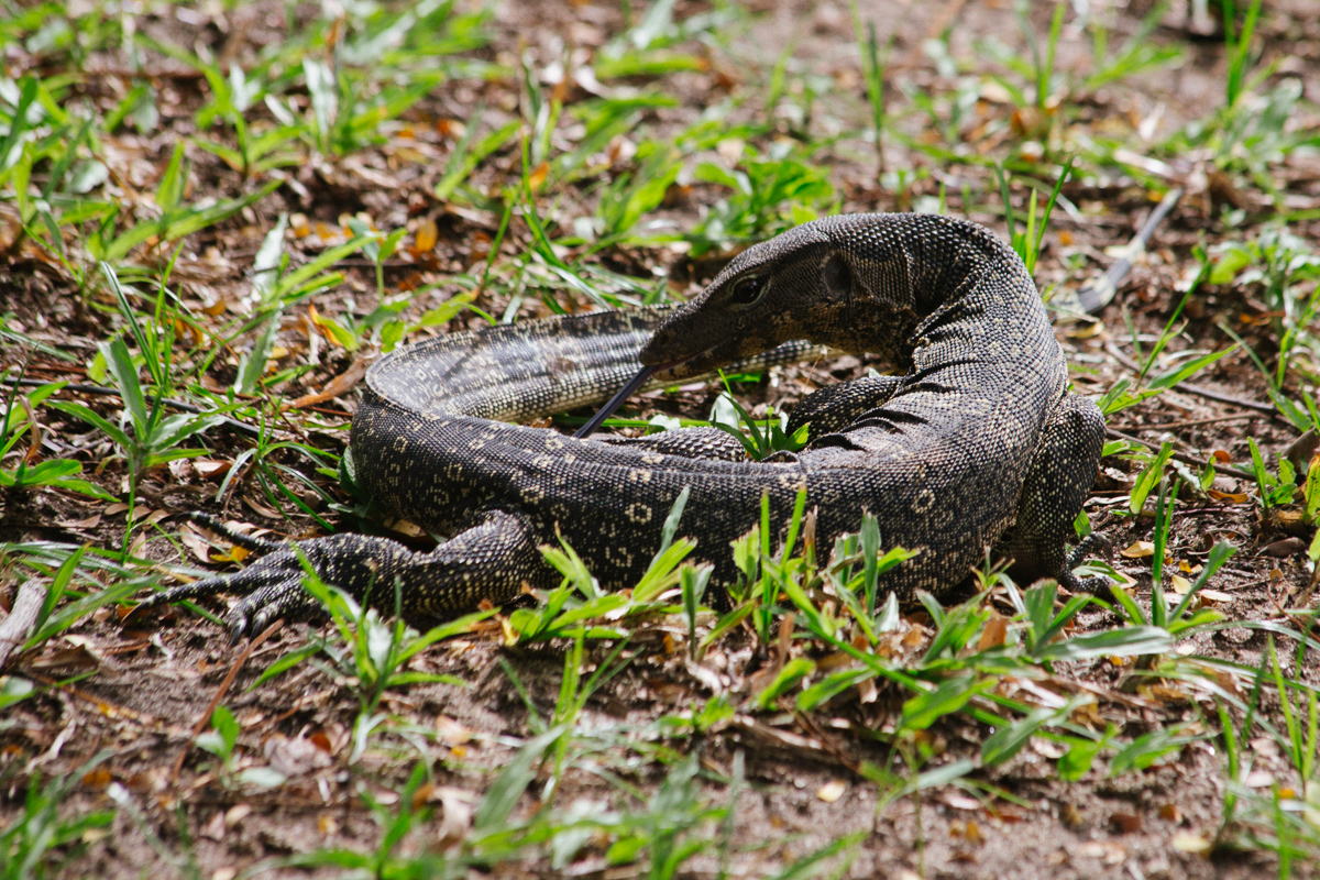 Reptile in Lumpini Park