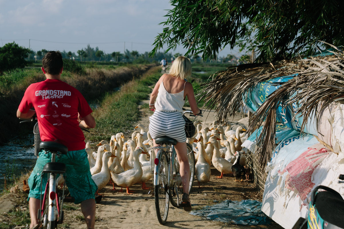 Ducks block the way of cyclists