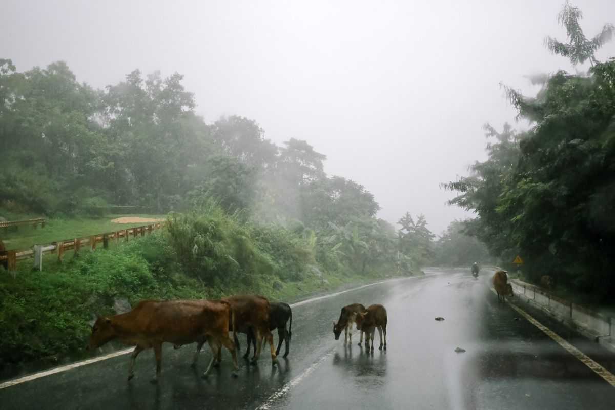 Cattle in the road