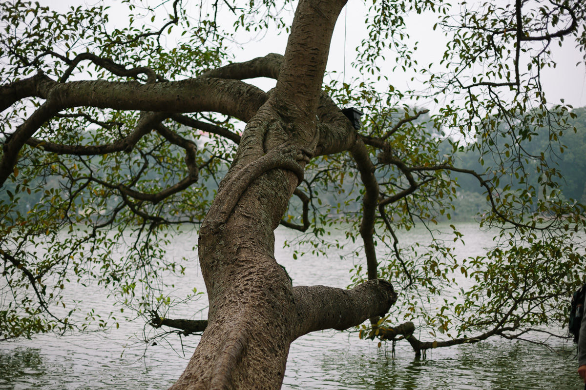 Over hanging tree, Hoan Kiem lake