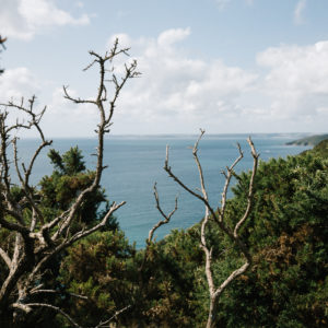 Deadwood and braken over the Cornish coast