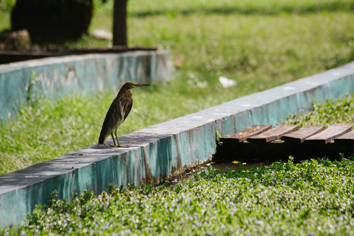 Bird in Lumpini Park