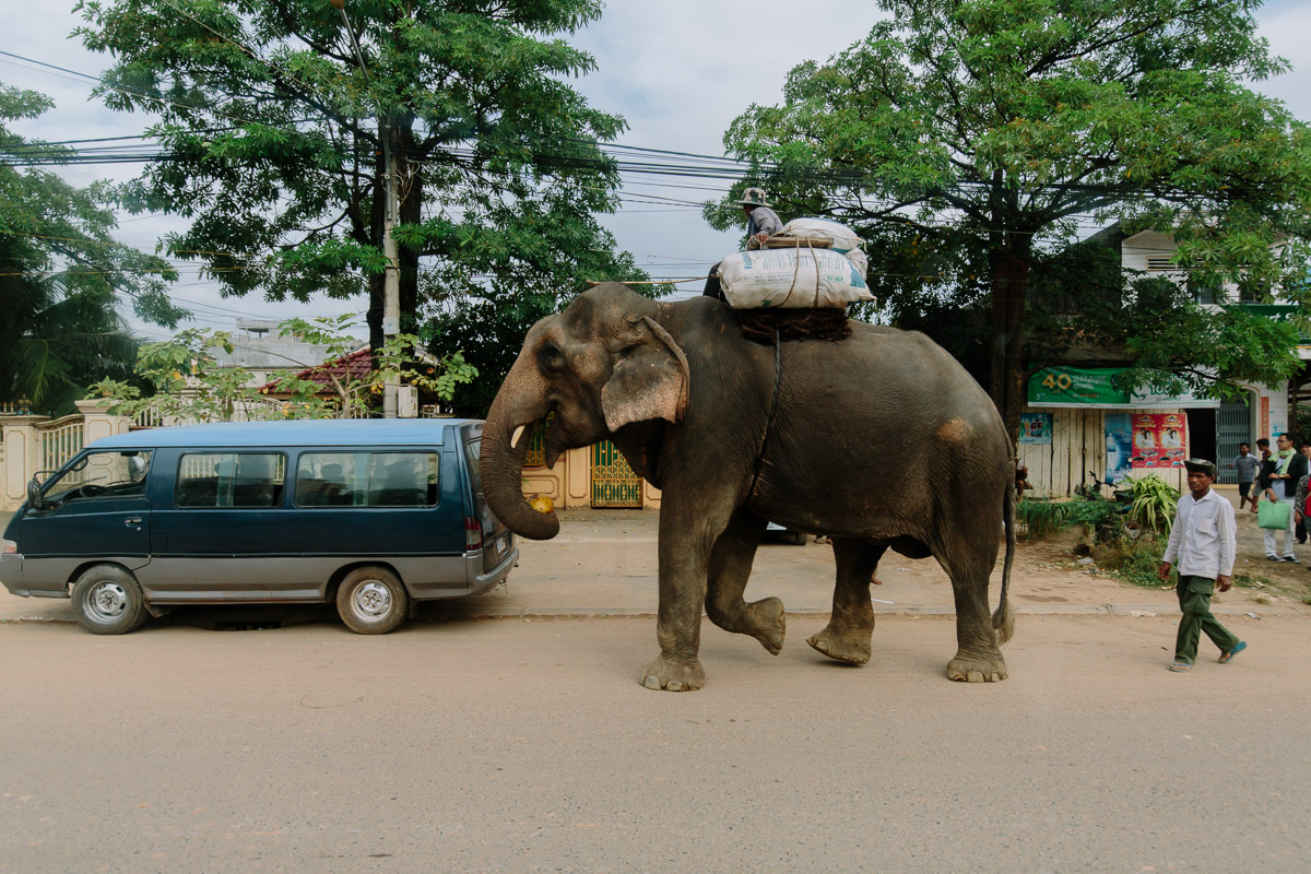 Working elephant walks alongside traffic