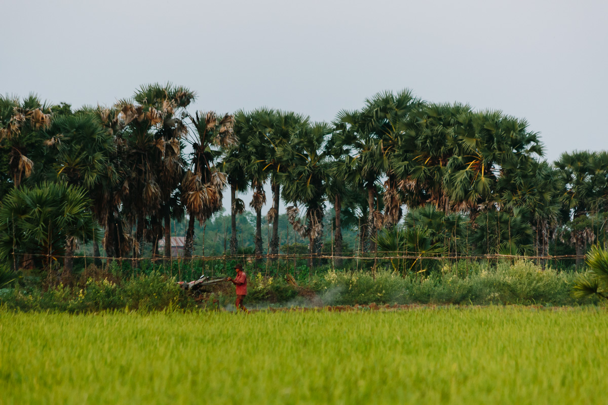 Farmer working on his rice field in Cambodia