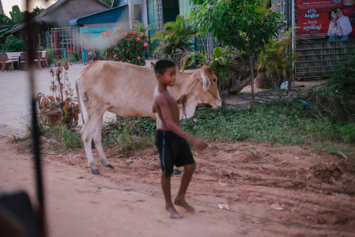 Boy leading cow