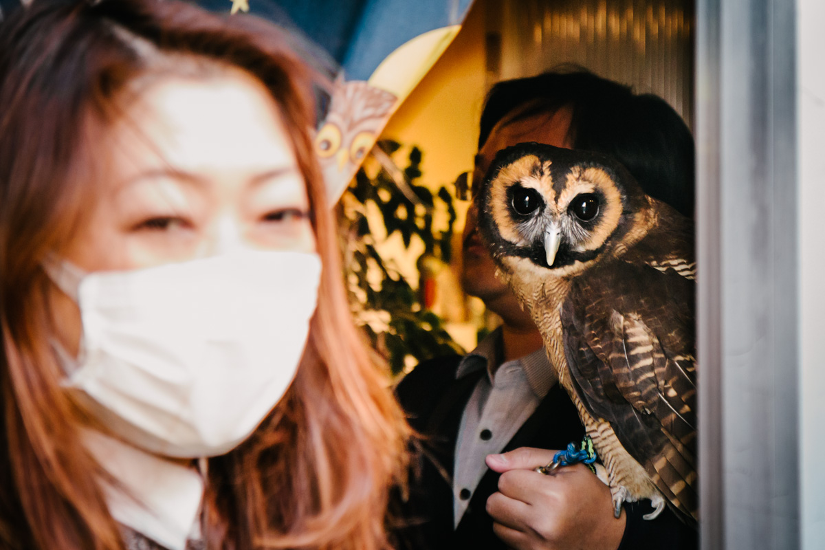 Owl cafe - Tokyo
