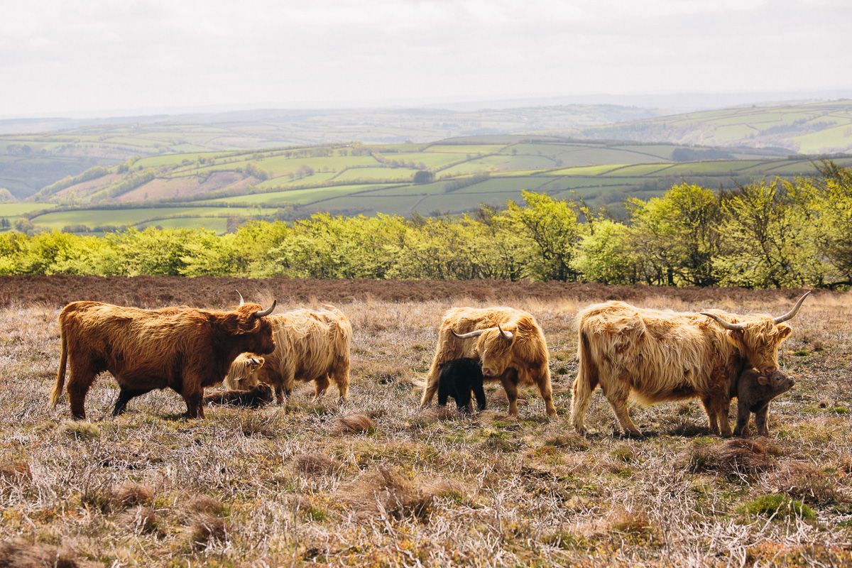 Exmoor Highland Cattle