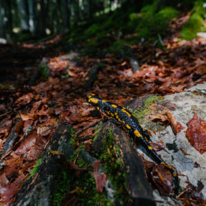 Forest lizard